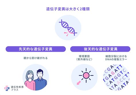 HLA遺伝子なんて本当にあるんですか？恋愛遺伝子として、相性。